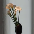 member face