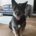 member face