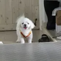 member face