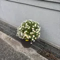 member face