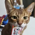 member face