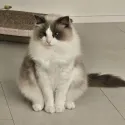 member face