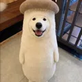 member face