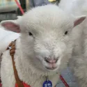 member face