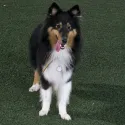 member face