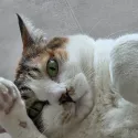 member face