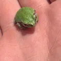 member face