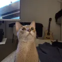 member face