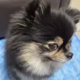 member face
