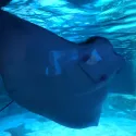 member face