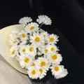 member face