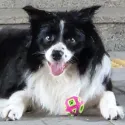 member face
