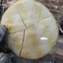 member face