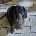 member face