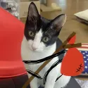 member face