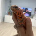 member face