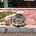 member face