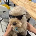 member face