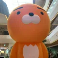 member face