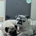 member face