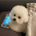 member face