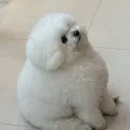 member face