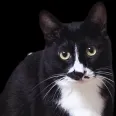 member face