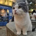member face