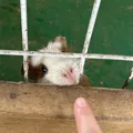 member face