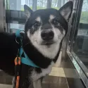 member face