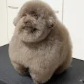 member face