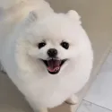 member face