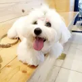 member face