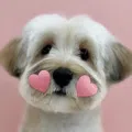member face