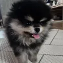 member face
