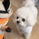 member face