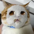 member face