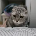 member face