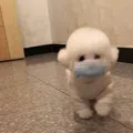 member face