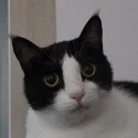member face