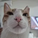 member face