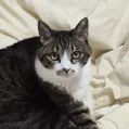member face