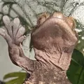 member face