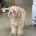 member face