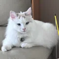 member face