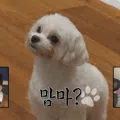member face