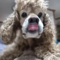 member face