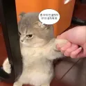 member face