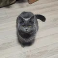 member face