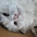 member face